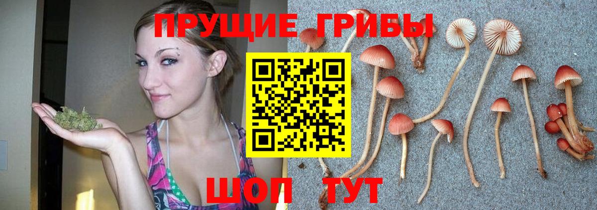 купить  цена  Галлюциногенные грибы Cubensis  Вход с VPN  Канск 